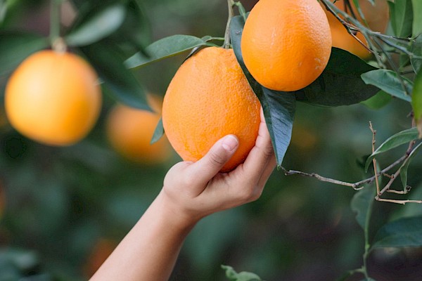 harvesting oranges at Glen Ivy