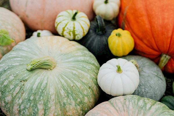 Pumpkin
